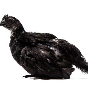 Juvenile