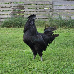 ayam cemani rooster