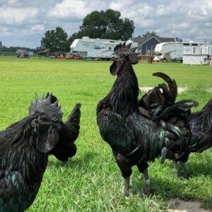 ayam cemani chicken