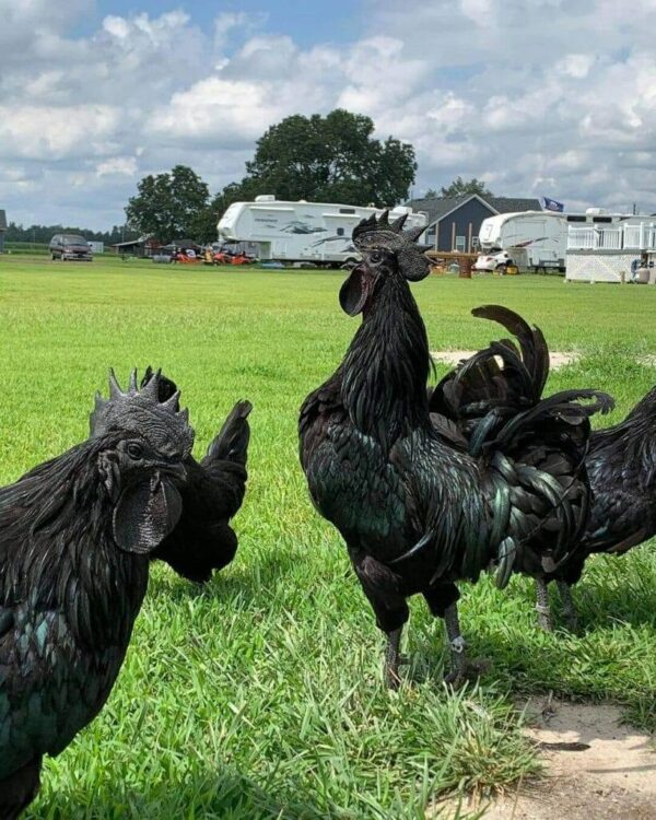ayam cemani chicken