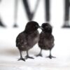 ayam cemani chicks​