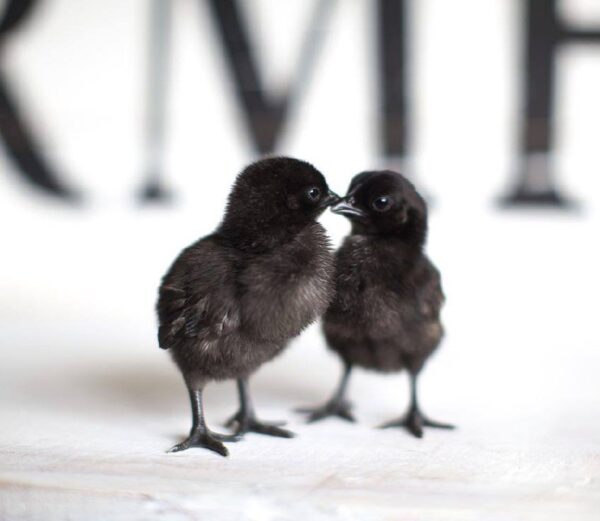 ayam cemani chicks​