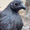 juvenile chickens​,
