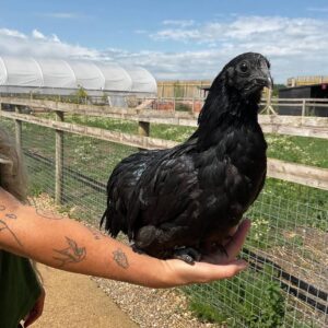 Hen