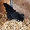 ayam cemani hens for sale​