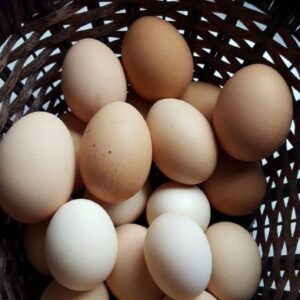 ayam cemani eggs